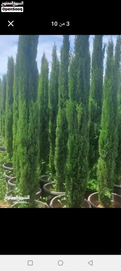 اقوى العروض على مستوى المملكه..... اشجار سرو توتم ايطالي نخب اول....شجر معبي يا أخوان ...بسعر العرض 2