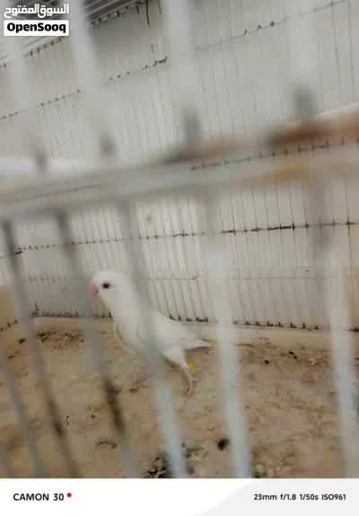 دكر بركديلو 2