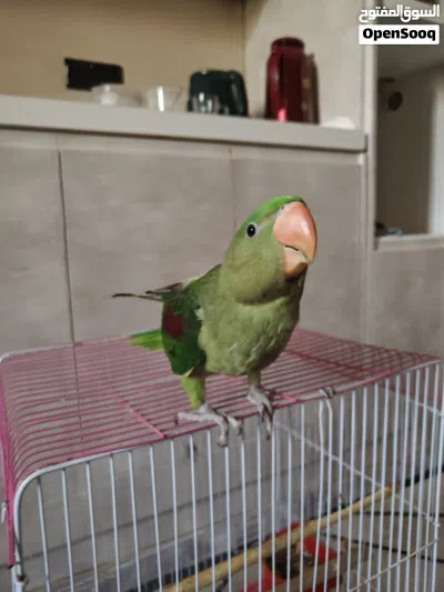 نيبالي للبيع 2