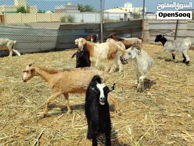 اغنام لي لبيع 3
