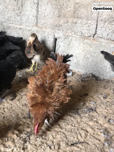 دجاج عربي ربي يبارك عمر تلات شهور ونص 2