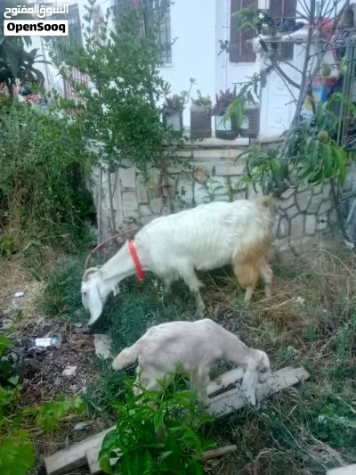 عنزة حليب وراها صخلة 2