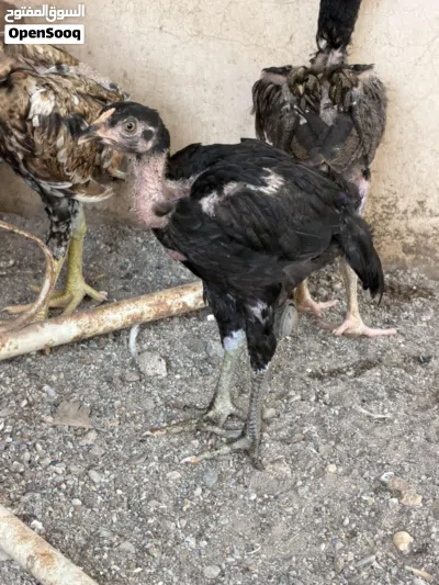 بتشوات نسل ميدان 2