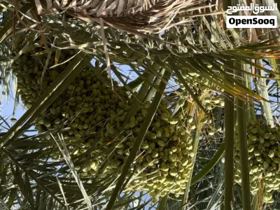 تمر خلاص لطنا ماشاءالله وشب درجة اولى 3
