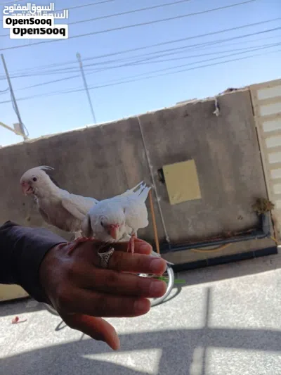 زوج كوكتيلات البينو ربه طينه عمر 4 اشهر يطلع خارج منزل وين ماتروح وراك تصيحله يجيك 2