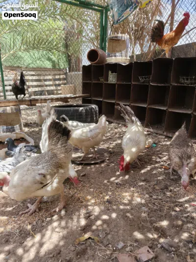 دجاج عماني 4