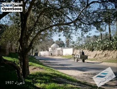 سعف نخيل برنسي 2