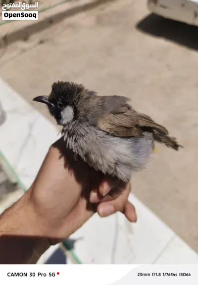 مخلف فحل اليف بداية تغريد وتگبيع 3