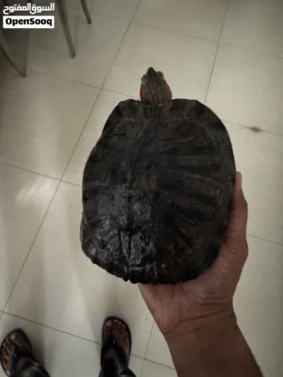للبيع- السلحفاة حمراء الأذنين (The red-eared slider turtle) 4