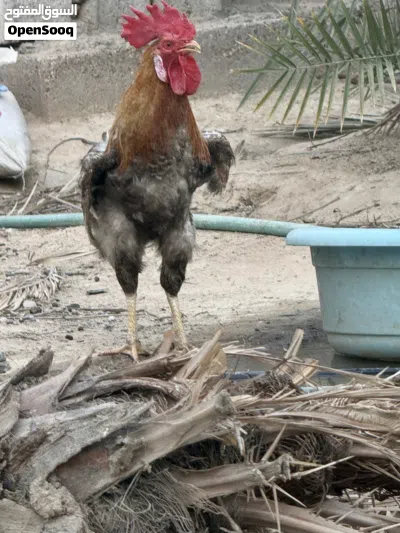 ديوجه كويتيه بيع مستعجل سعر مناسب 4