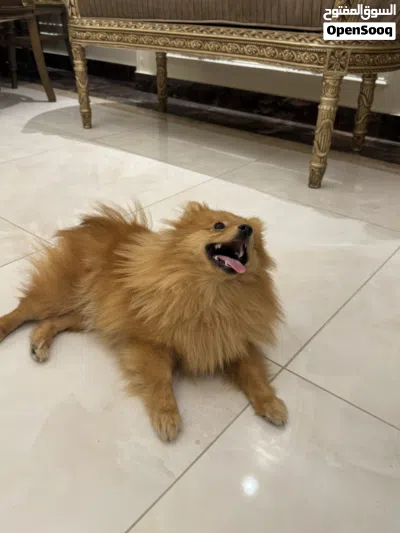 انثى بوميرينيان عمر سنه Fox Face سلاله بيور 2