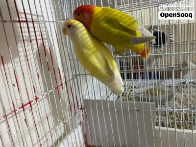طيور بادجي للبيع 2