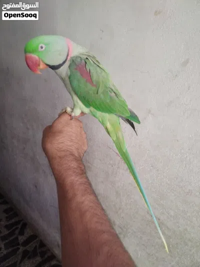 سلام عليكم ببغاء نيبالي الكسندر اليف وبي كلام 3
