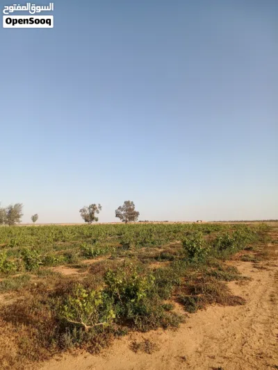 مزرعة للبيع 3