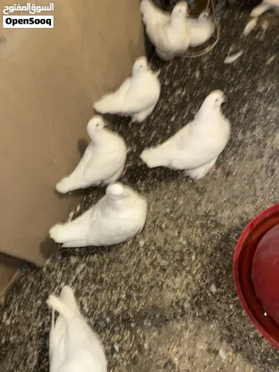 حمام فرنش مندين 2
