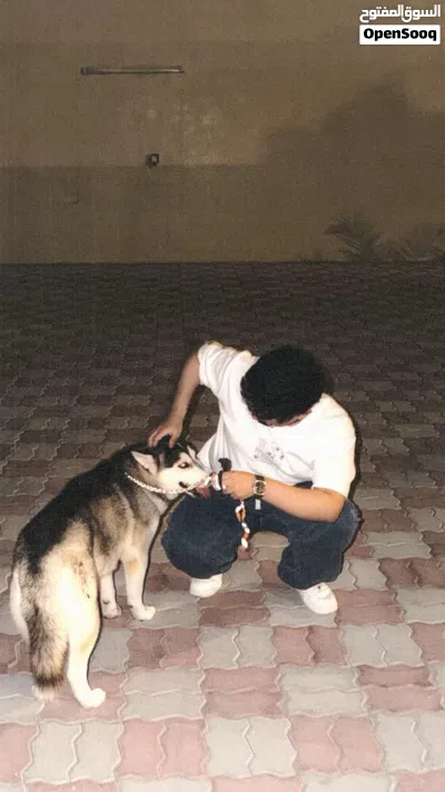 هسكي لعوب 2
