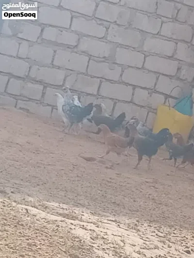 بسم الله عتيق عربي مخلط مشا الله العمر شهرين ونص 2