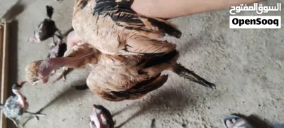 فراريج ابو ركيبة 4
