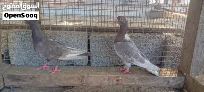 طيور الحمام ثلاث ازواج 3