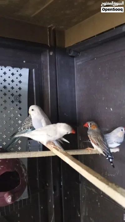 طيو حب وجنة شغالات للبدل على جوز كوكتيل 3
