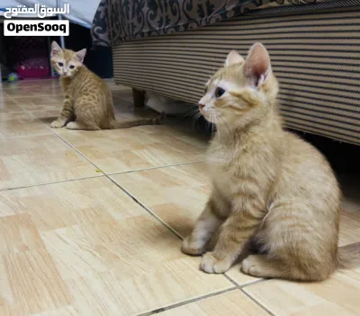 undefined 4