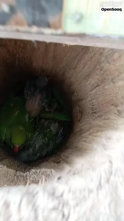 للبيع دره زوج 3