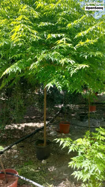 undefined 4