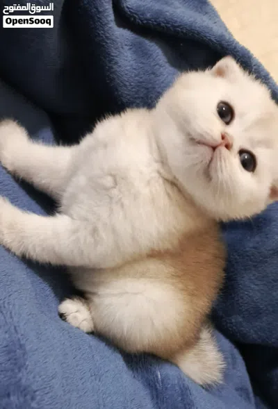 ذكر بريتش بلو شورت هير للتزاوج 4
