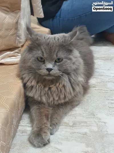 بريطاني لونغ هير 3