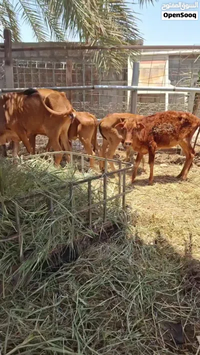 للبيع مجموعه ابقار 4
