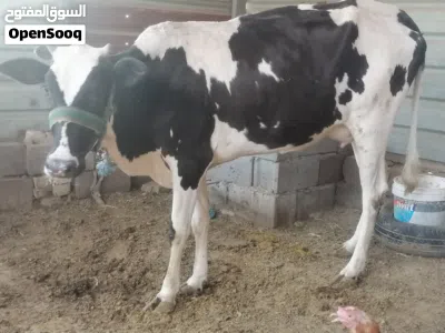 بچر اول بطن وراها عجل 4
