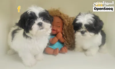 shihtzu peur شيتزو بيور 3