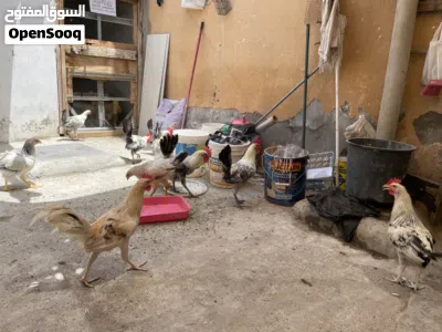 egyptian fayomi chicken 5month 2