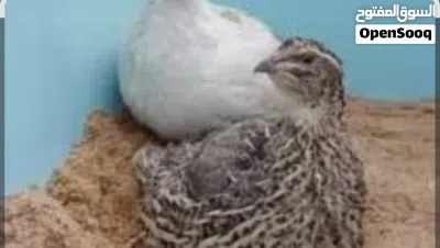 مطلوب فري السمان بسعر يكون منيح وقريب من طبربور 2