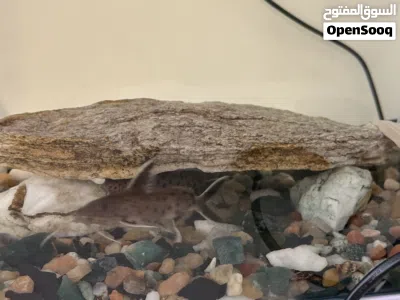 Aquarium size 33x20 with lights and filter a pair of synodontis petricola fish 4