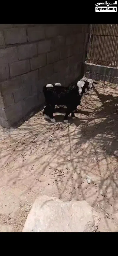للبيع تيوس من حلال بني سعيد 2