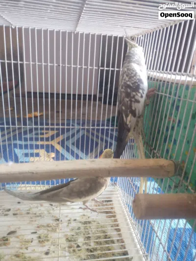 التفاصيل بالوصف 3