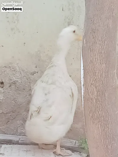 undefined 4