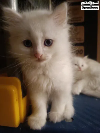 3 white beautiful kittens needing a new home 4