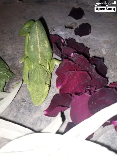 حرباء أليفه للبيع 2