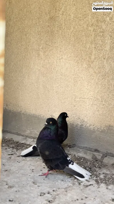 حمام نيكولا زوج هنه وافراخهن وحاليا مبيضات 2