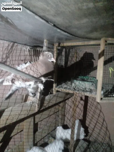 5حمامات للبيع فحل هندي وثلاثه رواعب مضربه واحد فحل بغدادي 2