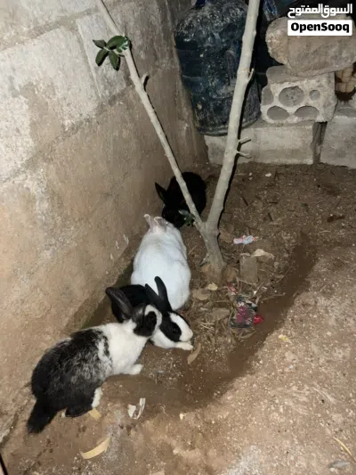 6ارانب للبيع 4