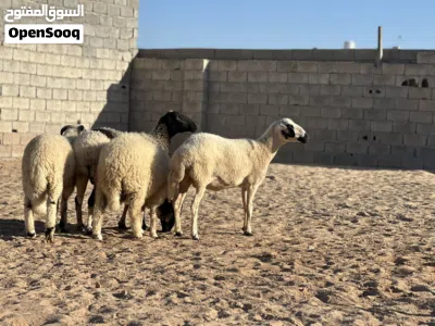 2 نعاج للبيع 2