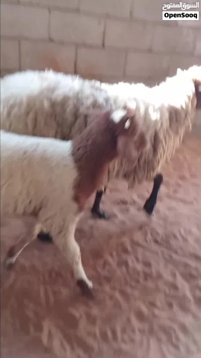نعجة ثومية تحتها خروف وفطيمه... 4