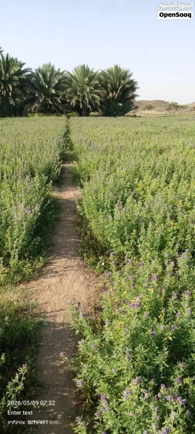 طعام للبيع 2