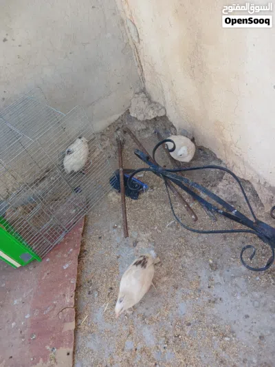 فري تكساس بياض 2