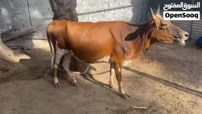 بقرة للبيع 2