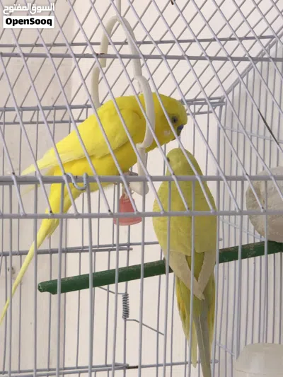 عصفورة لللبيع 2