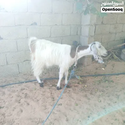 عنز بسم الله مشاء الله 3